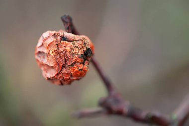 Kurutulmuş elma. Dalda kurumuş çürük elma. Yumuşak odak