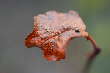 Kuru yaprak. Islak kurumuş yaprak. Seçici yumuşak odak
