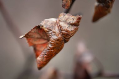 Kurumuş yaprak. Islak, kurumuş yaprak. Yumuşak odak