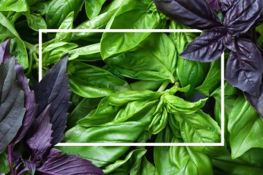 Fesleğen dokusu modeli. Yeşil ve mor fesleğen çerçevesi. Doğal bitki geçmişi. Yumuşak odak