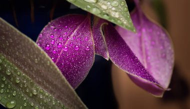 Yaprakların üzerine düşer. Sıcak arka planda ıslak mor yapraklar. Makro fotoğrafçılık