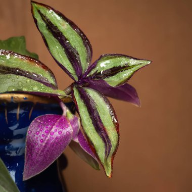 Yaprakların üzerine düşer. Sıcak arka planda nemli yeşil mor yapraklar. Makro fotoğrafçılık