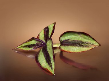 Yaprakların üzerine düşer. Sıcak bir arka planda ıslak yapraklar. Makro fotoğrafçılık