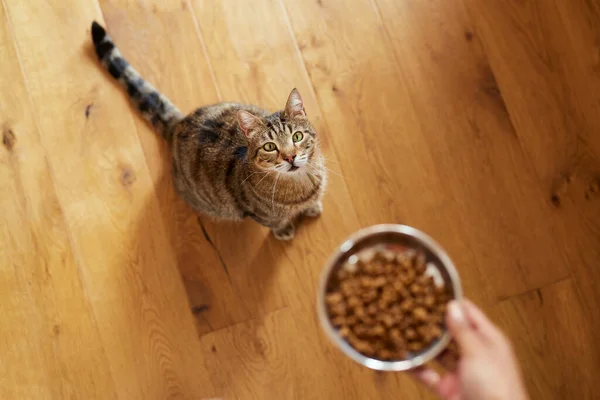 Visão Alto Ângulo Mulher Alimentando Com Alimentos Secos Seu Gato — Fotografia de Stock