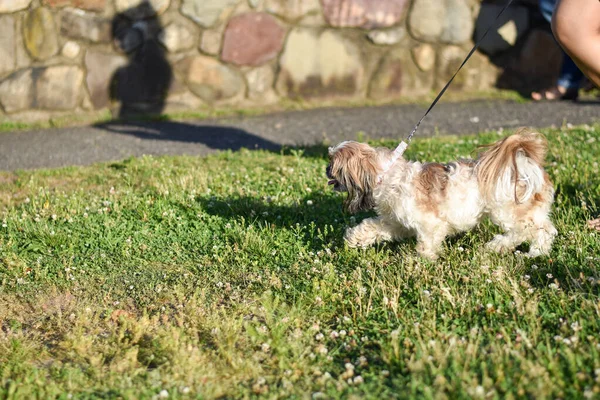 Şehirdeki parkta bir köpek