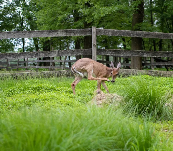Güzel geyik, hayvan, doğa serisi