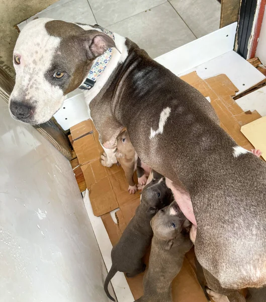 Anne köpek yeni doğan yavruları besliyor. 