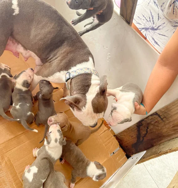 Anne yavru köpeklerine bakıyor.