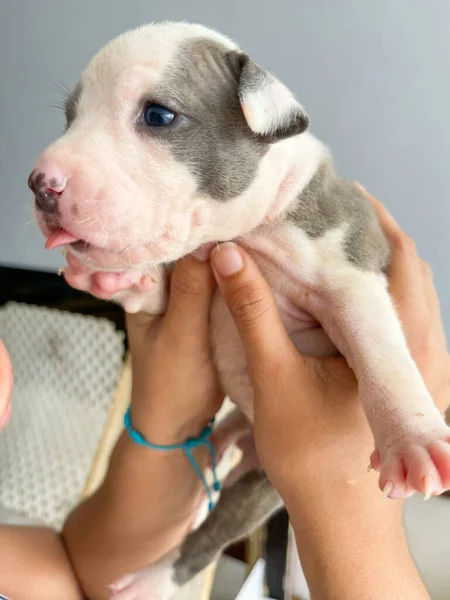 Kucağında köpeğinin yavrusu sahibine bakıyor..