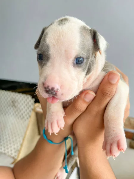 Elleri olan sevimli yeni doğmuş köpek yavrusu portresi.