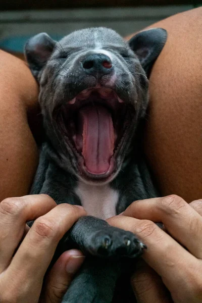 Yawning puppy being held in hands 