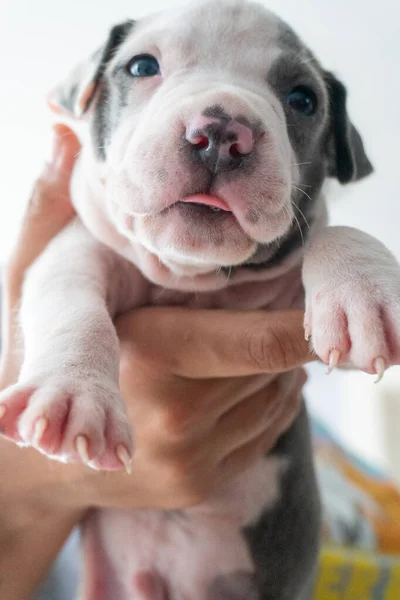 New born puppy being held in hands