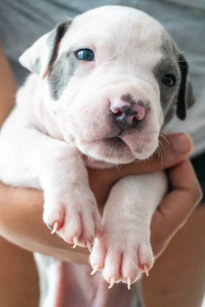 New born puppy being held in hands