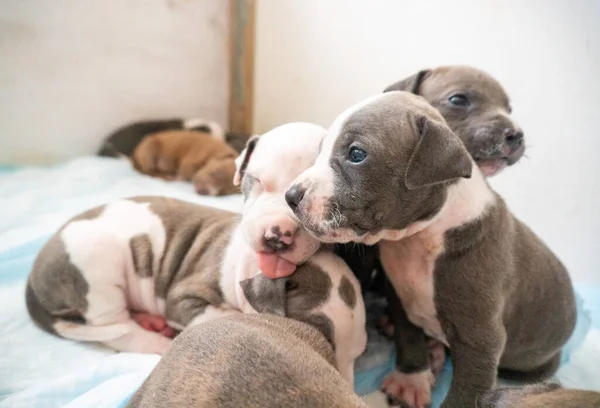Cute new born puppies posing for a photo