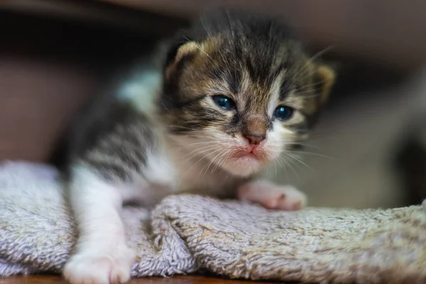 Cute Little Baby Kitten Fur White Blanket Two Weeks Old — Stock Photo, Image