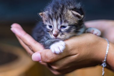 Bir kadının avucunda oturan sevimli bir kedi yavrusu. Karanlık arka planda izole. Yeni doğmuş bebek kedi dişi elinde. Avucunun içindeki kedi yavrusu. Çok küçük bir kedi yavrusu ve dişi ellerinde sevimli gözleri var.