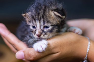 Bir kadının avucunda oturan sevimli bir kedi yavrusu. Karanlık arka planda izole. Yeni doğmuş bebek kedi dişi elinde. Avucunun içindeki kedi yavrusu. Çok küçük bir kedi yavrusu ve dişi ellerinde sevimli gözleri var.