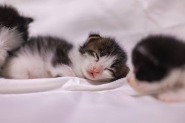 Beyaz arka plandaki çok genç kedi yavrusu kameraya meraklı görünüyor. Bebek karton beyaz kumaşı. Beyaz battaniyeye sarılı şirin bir kedi yavrusu. Yeni doğmuş tatlı bir kedi yavrusunun ilk keşfi.