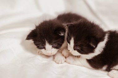 Beyaz arka plandaki çok genç kedi yavrusu kameraya meraklı görünüyor. Bebek karton beyaz kumaşı. Beyaz battaniyeye sarılı şirin bir kedi yavrusu. Yeni doğmuş tatlı bir kedi yavrusunun ilk keşfi.