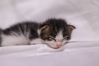 Beyaz arka plandaki çok genç kedi yavrusu kameraya meraklı görünüyor. Bebek karton beyaz kumaşı. Beyaz battaniyeye sarılı şirin bir kedi yavrusu. Yeni doğmuş tatlı bir kedi yavrusunun ilk keşfi.