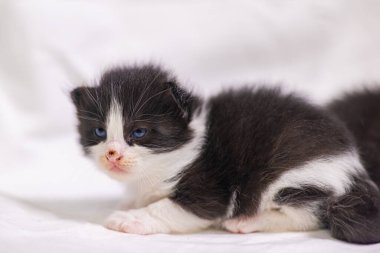 Beyaz arka plandaki çok genç kedi yavrusu kameraya meraklı görünüyor. Bebek karton beyaz kumaşı. Beyaz battaniyeye sarılı şirin bir kedi yavrusu. Yeni doğmuş tatlı bir kedi yavrusunun ilk keşfi.