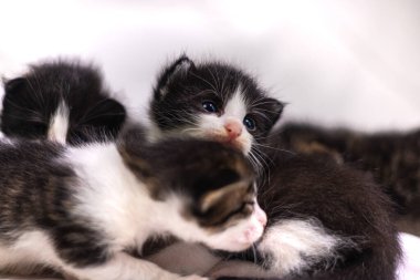 Beyaz arka plandaki çok genç kedi yavrusu kameraya meraklı görünüyor. Bebek karton beyaz kumaşı. Beyaz battaniyeye sarılı şirin bir kedi yavrusu. Yeni doğmuş tatlı bir kedi yavrusunun ilk keşfi.