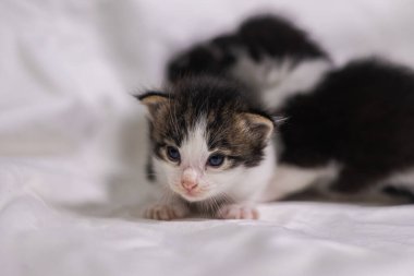 Beyaz arka plandaki çok genç kedi yavrusu kameraya meraklı görünüyor. Bebek karton beyaz kumaşı. Beyaz battaniyeye sarılı şirin bir kedi yavrusu. Yeni doğmuş tatlı bir kedi yavrusunun ilk keşfi.