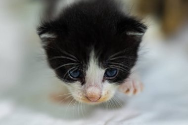 Beyaz arka plandaki çok genç kedi yavrusu kameraya meraklı görünüyor. Bebek karton beyaz kumaşı. Beyaz battaniyeye sarılı şirin bir kedi yavrusu. Yeni doğmuş tatlı bir kedi yavrusunun ilk keşfi.