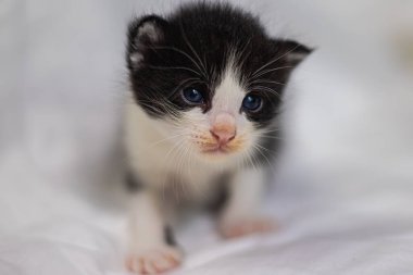 Beyaz arka plandaki çok genç kedi yavrusu kameraya meraklı görünüyor. Bebek karton beyaz kumaşı. Beyaz battaniyeye sarılı şirin bir kedi yavrusu. Yeni doğmuş tatlı bir kedi yavrusunun ilk keşfi.