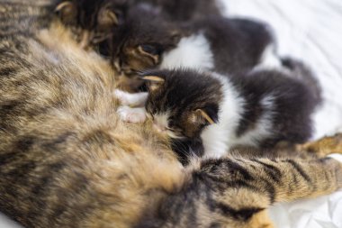 Beyaz arka plandaki çok genç kedi yavrusu kameraya meraklı görünüyor. Bebek karton beyaz kumaşı. Beyaz battaniyeye sarılı şirin bir kedi yavrusu. Yeni doğmuş tatlı bir kedi yavrusunun ilk keşfi.