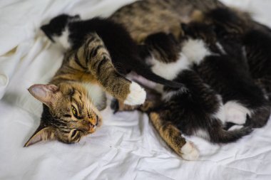Beyaz arka plandaki çok genç kedi yavrusu kameraya meraklı görünüyor. Bebek karton beyaz kumaşı. Beyaz battaniyeye sarılı şirin bir kedi yavrusu. Yeni doğmuş tatlı bir kedi yavrusunun ilk keşfi.