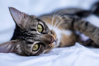 Beyaz arka plandaki çok genç kedi yavrusu kameraya meraklı görünüyor. Bebek karton beyaz kumaşı. Beyaz battaniyeye sarılı şirin bir kedi yavrusu. Yeni doğmuş tatlı bir kedi yavrusunun ilk keşfi.