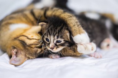 Beyaz arka plandaki çok genç kedi yavrusu kameraya meraklı görünüyor. Bebek karton beyaz kumaşı. Beyaz battaniyeye sarılı şirin bir kedi yavrusu. Yeni doğmuş tatlı bir kedi yavrusunun ilk keşfi.