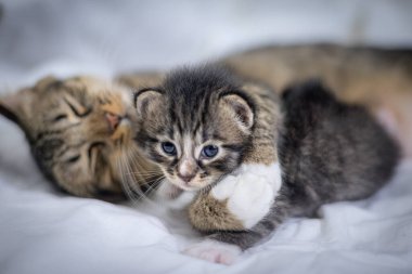 Beyaz arka plandaki çok genç kedi yavrusu kameraya meraklı görünüyor. Bebek karton beyaz kumaşı. Beyaz battaniyeye sarılı şirin bir kedi yavrusu. Yeni doğmuş tatlı bir kedi yavrusunun ilk keşfi.