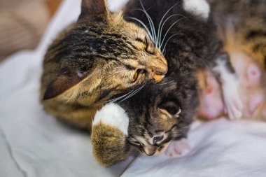 Beyaz arka plandaki çok genç kedi yavrusu kameraya meraklı görünüyor. Bebek karton beyaz kumaşı. Beyaz battaniyeye sarılı şirin bir kedi yavrusu. Yeni doğmuş tatlı bir kedi yavrusunun ilk keşfi.