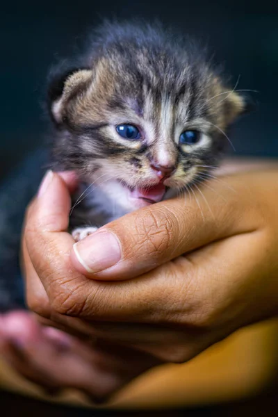 Cute little kitten sitting on the palm of a woman. isolated on dark background. Newborn baby cat on female hand. Kitten on a palm of a hand. Very little kitten with adorable eyes in female hand