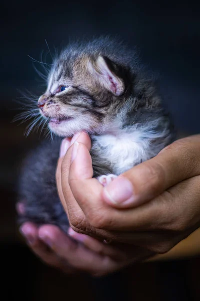 Niedliches Kleines Kätzchen Das Auf Der Handfläche Einer Frau Sitzt — Stockfoto