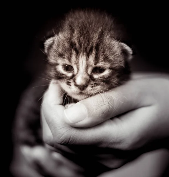 Babykätzchen Einer Weiblichen Menschlichen Hand Zwei Wochen Altes Neugeborenes Katzenbaby — Stockfoto