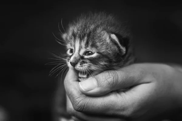 Babykätzchen Einer Weiblichen Menschlichen Hand Zwei Wochen Altes Neugeborenes Katzenbaby — Stockfoto