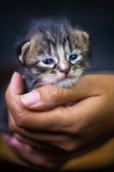 Cute Little Kitten Sitting Palm Woman Isolated Dark Background Newborn — Stock Photo, Image