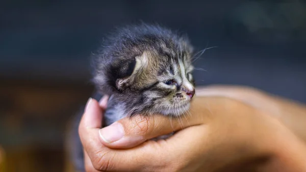Cute little kitten sitting on the palm of a woman. isolated on dark background. Newborn baby cat on female hand. Kitten on a palm of a hand. Very little kitten with adorable eyes in female hand