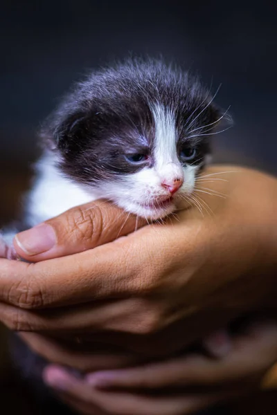 Cute Little Kitten Sitting Palm Woman Isolated Dark Background Newborn — Stock Photo, Image