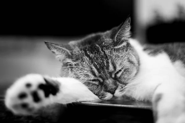Black White Photo Sleeping Cat Cat Sleeping Wooden Table Close — Stock Photo, Image