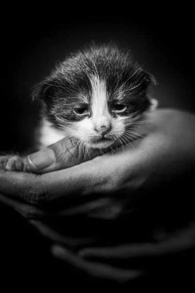 Baby Kitten Een Vrouwelijke Menselijke Hand Twee Weken Oude Pasgeboren — Stockfoto