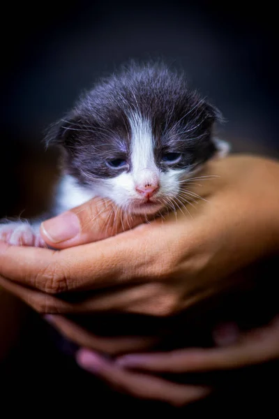 Pisicuţă Drăguţă Care Stă Palma Unei Femei Izolat Fundal Întunecat — Fotografie, imagine de stoc