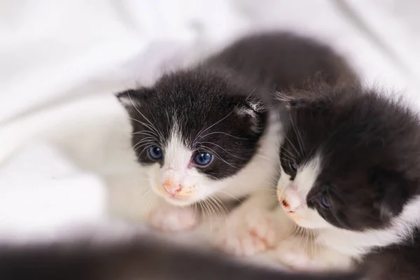 Sehr Junges Kleines Kätzchen Auf Weißem Hintergrund Schaut Neugierig Die — Stockfoto