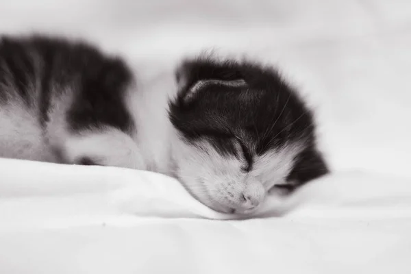Hyvin Nuori Pieni Kissanpentu Valkoisella Taustalla Näyttää Kamerasta Uteliaalta Vauva — kuvapankkivalokuva