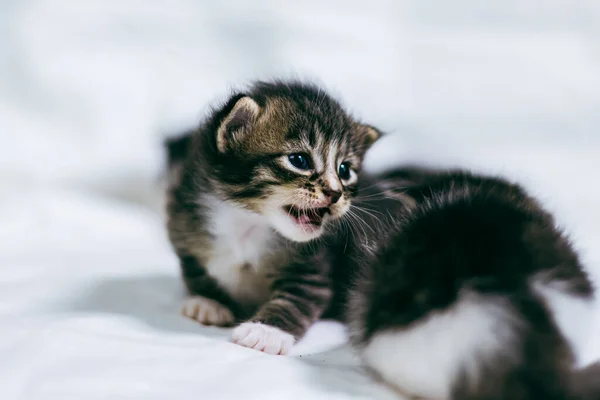 Angry kitten Stock Photos, Royalty Free Angry kitten Images