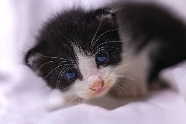 Hyvin Nuori Pieni Kissanpentu Valkoisella Taustalla Näyttää Kamerasta Uteliaalta Vauva — kuvapankkivalokuva