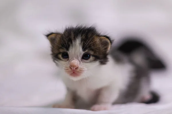 Sehr Junges Kleines Kätzchen Auf Weißem Hintergrund Schaut Neugierig Die — Stockfoto